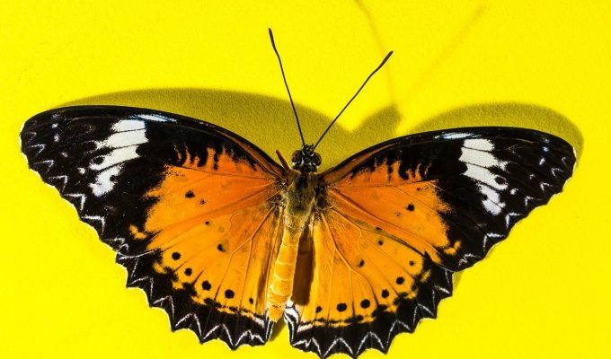 Social Marketing Butterfly
