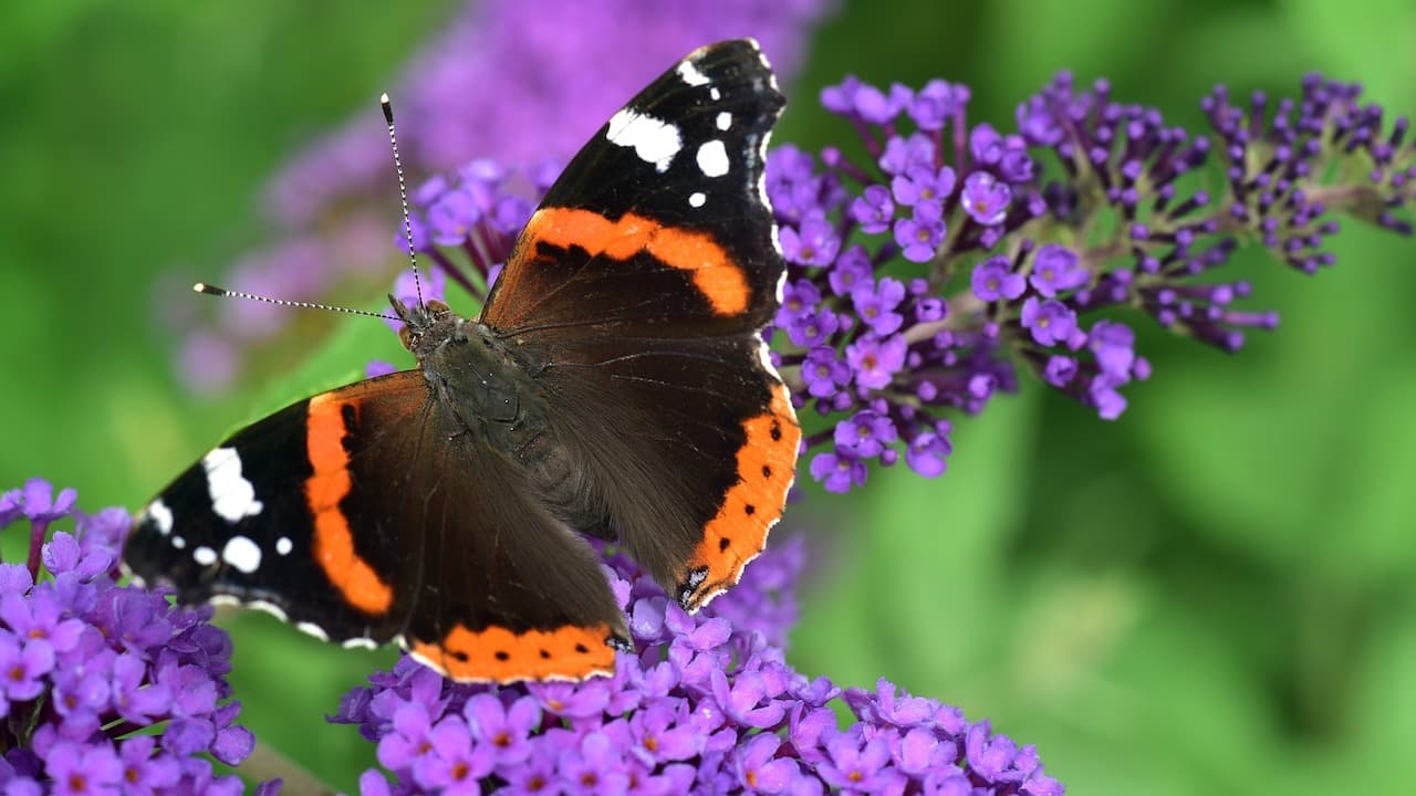 Butterfly on purple flowers.