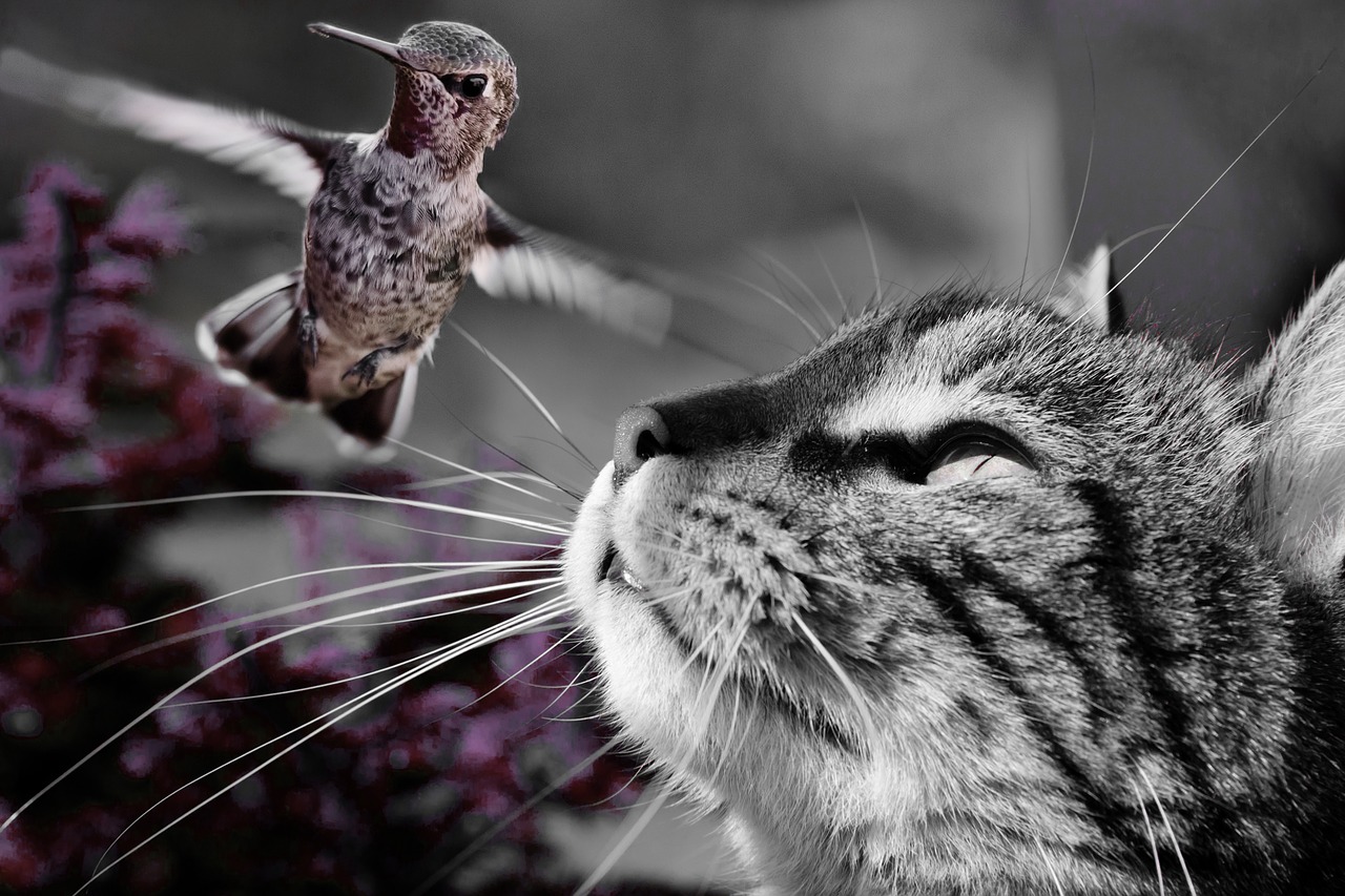 Cat Preying on Hummingbird