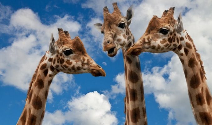 Giraffes Chatting to Represent Twitter Chats