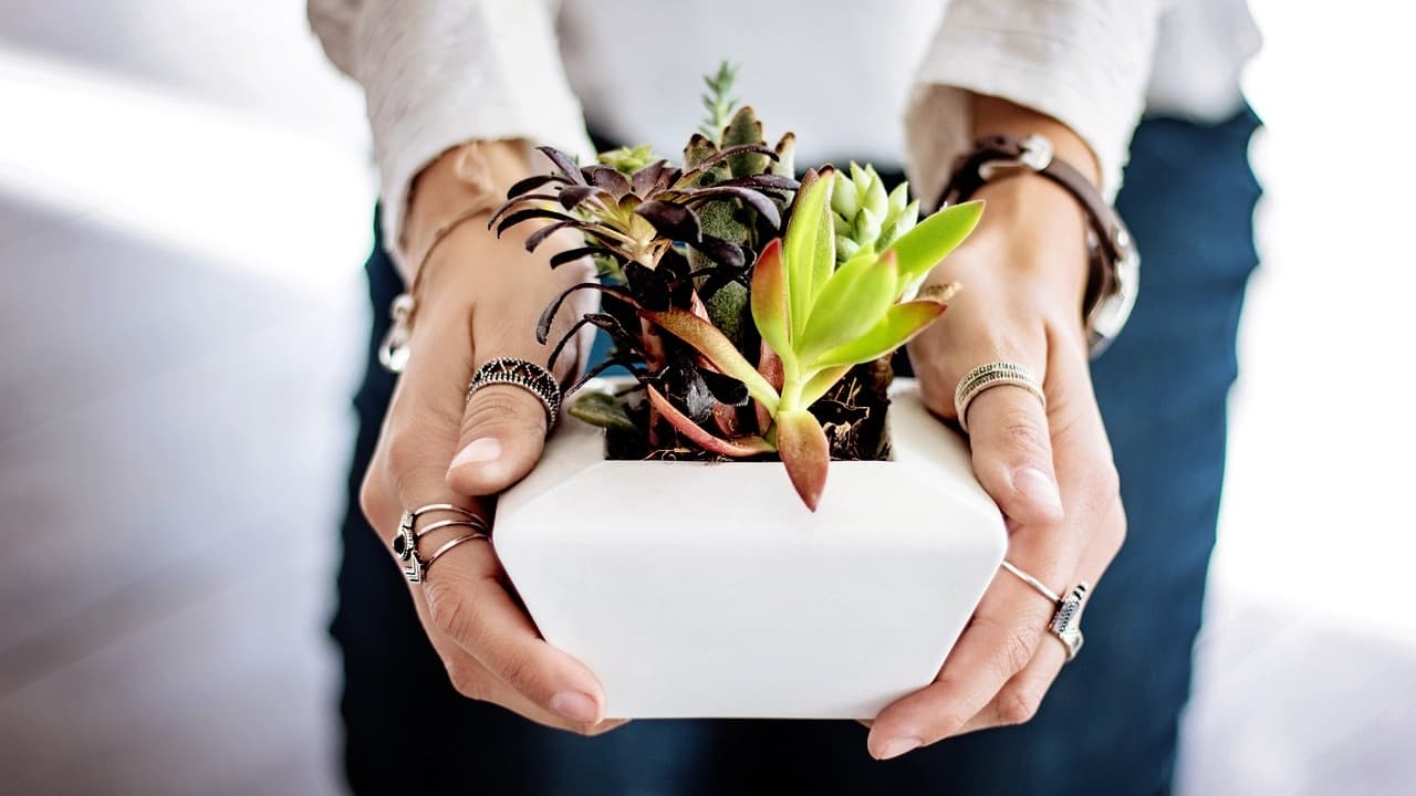 Mix of succulents to illustrate collaborative relationship between content marketing and SEO.